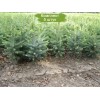 Саженцы Ели Голубая Кейбаб (Kaibab) 40-60 см -  5 шт.: фото и описание