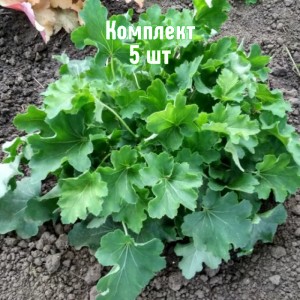 Комплект 5шт / Гейхера зеленолистная Нокаут