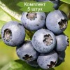Саженцы голубики Эллиот (Elliot) -  5 шт.: фото и описание