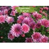 Саженцы хризантемы мультифлора Branrouse (Сиреневая ) -  5 шт.: фото и описание