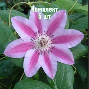 Комплект 5шт / Клематис Капитан Туллекс