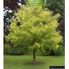 Саженцы клёна Ясенелистный (60-100 см) -  5 шт.: фото и описание