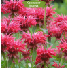 Саженцы монарды двойчатой Файербол (Fireball) - 5 шт. - 5 шт.: фото и описание