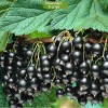 Саженцы черной смородины Ариана -  5 шт.: фото и описание