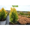 Туя Восточная 40-60 см -  5 шт.: фото и описание