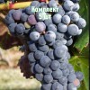 Саженцы Винограда Аликант Буше (Alicante Bouschet) - 5 шт.: фото и описание