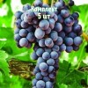 Саженцы Винограда Августа - 5 шт.: фото и описание