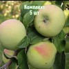 Яблоня Мартовское - 5 шт.: фото и описание