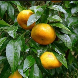 Мандарин Понкан