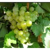 Саженец Винограда Галан: фото и описание